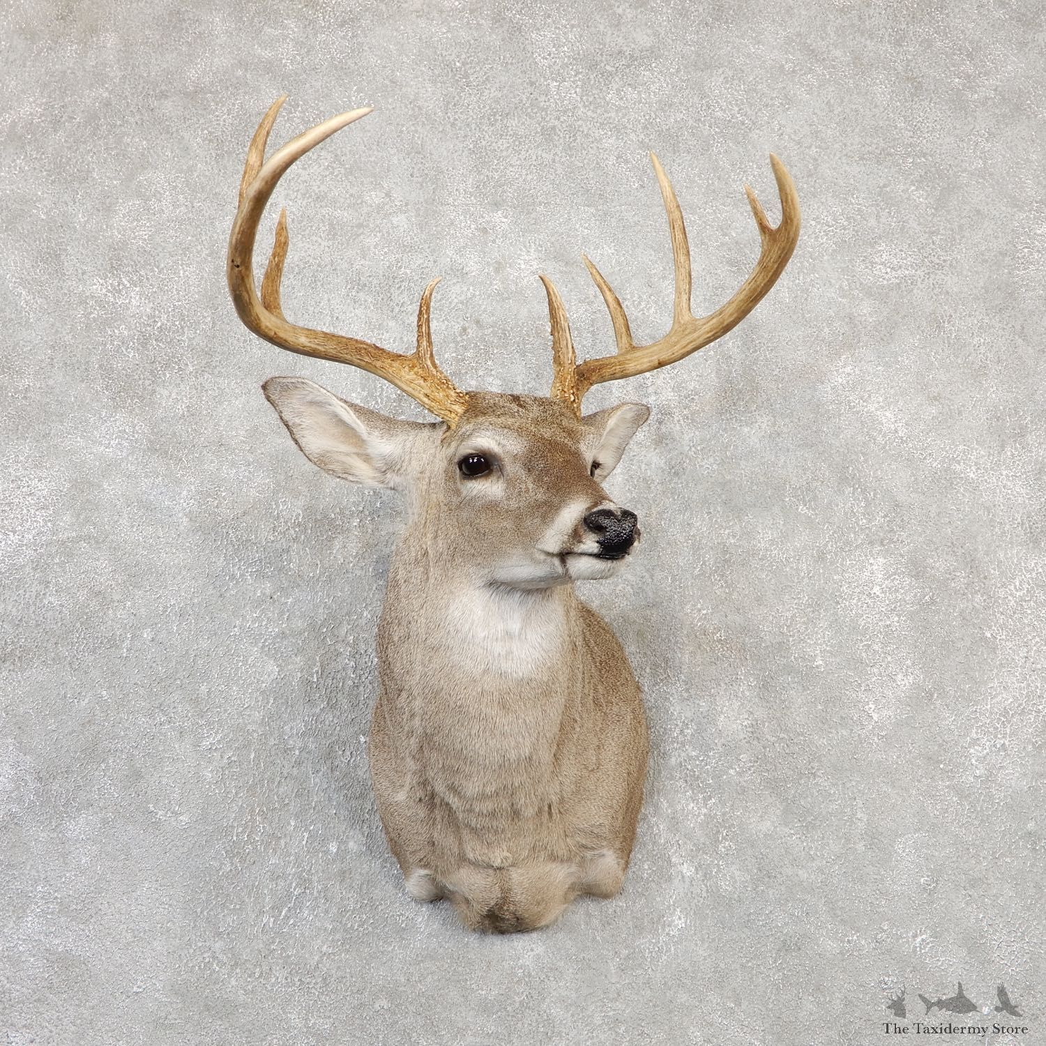 Whitetail Deer Shoulder Mount For Sale #20003 @ The Taxidermy Store