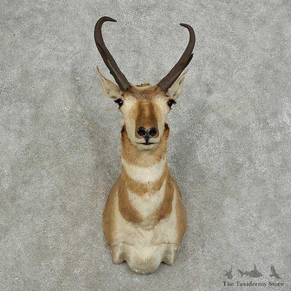Pronghorn Antelope Shoulder Mount For Sale #15974 @ The Taxidermy Store