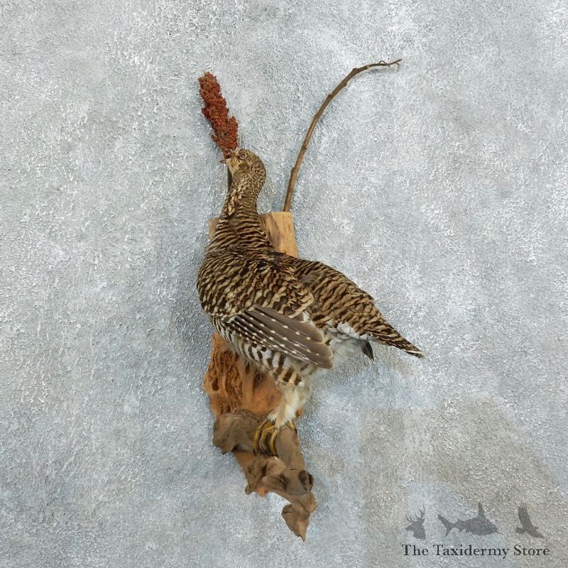 Prairie Chicken Bird Mount For Sale #18369 @ The Taxidermy Store