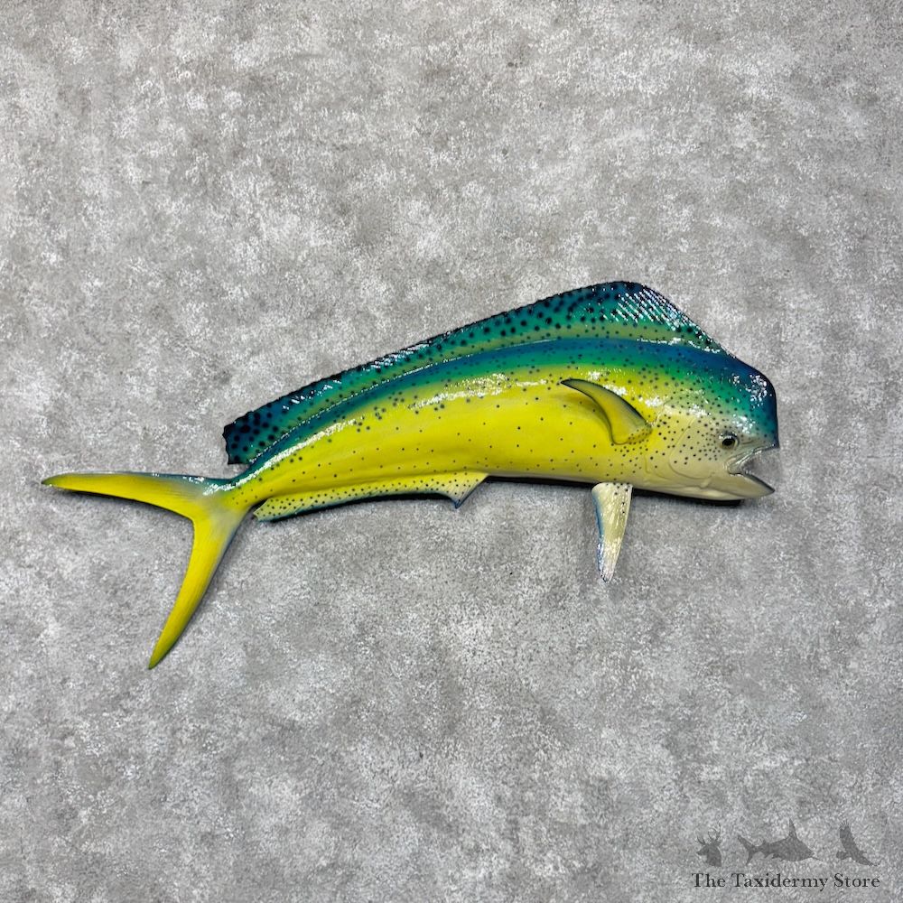 Reproduction Mahi Mahi Fish Mount For Sale #30172 @ The Taxidermy Store