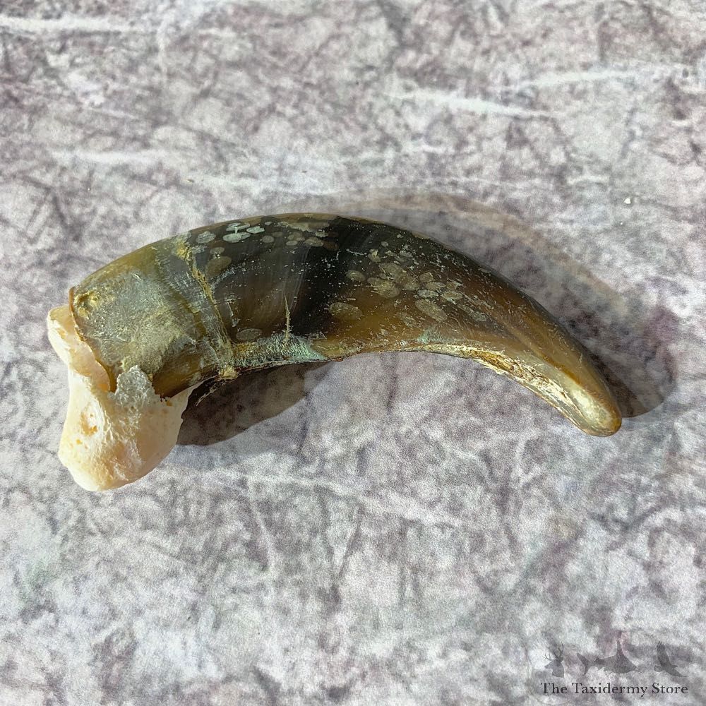 Grizzly Bear Claw For Sale #21902 - The Taxidermy Store