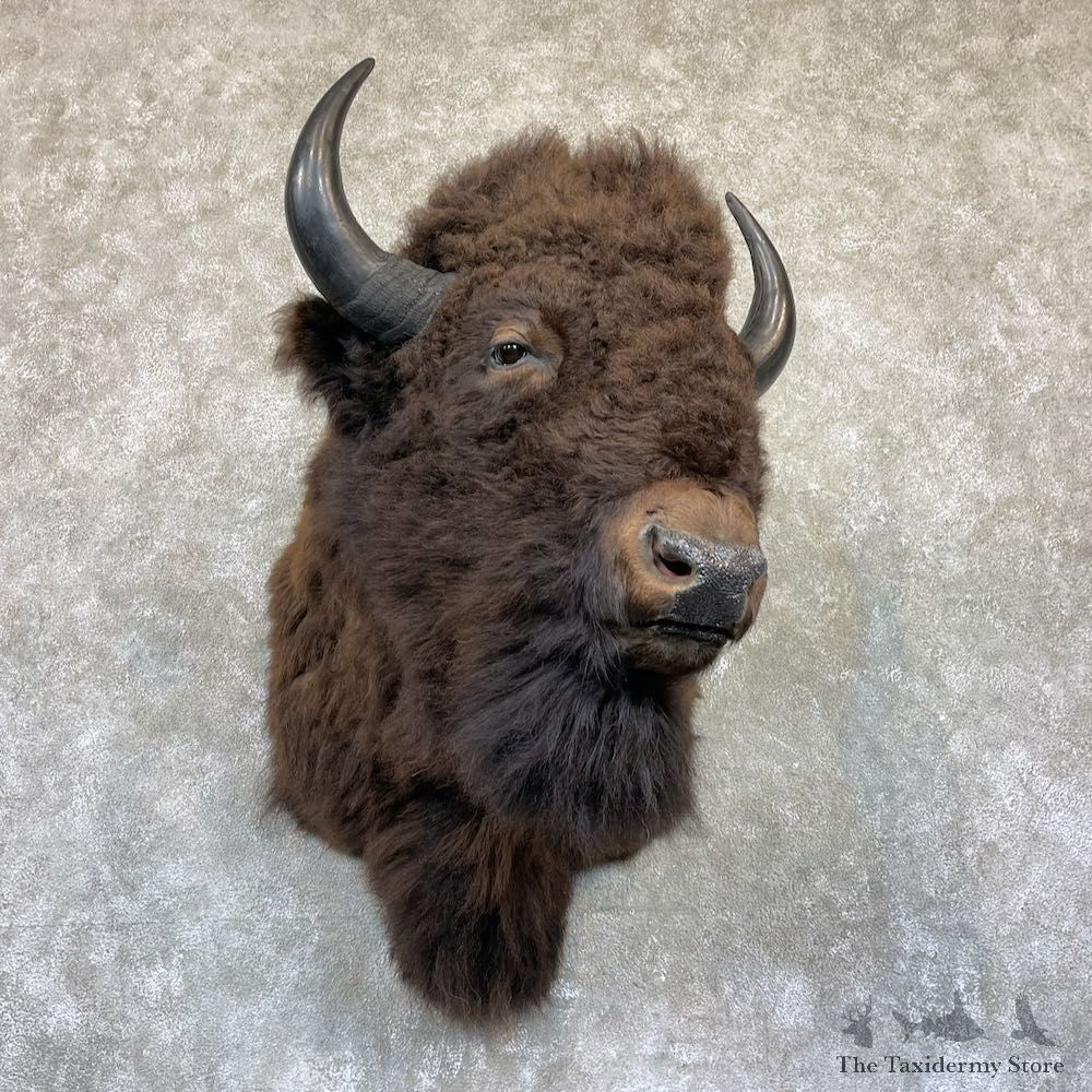 American Bison Shoulder Mount For Sale #26479 @ The Taxidermy Store