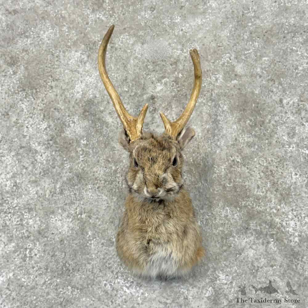 Jackalope Shoulder Mount For Sale #31962 @ The Taxidermy Store