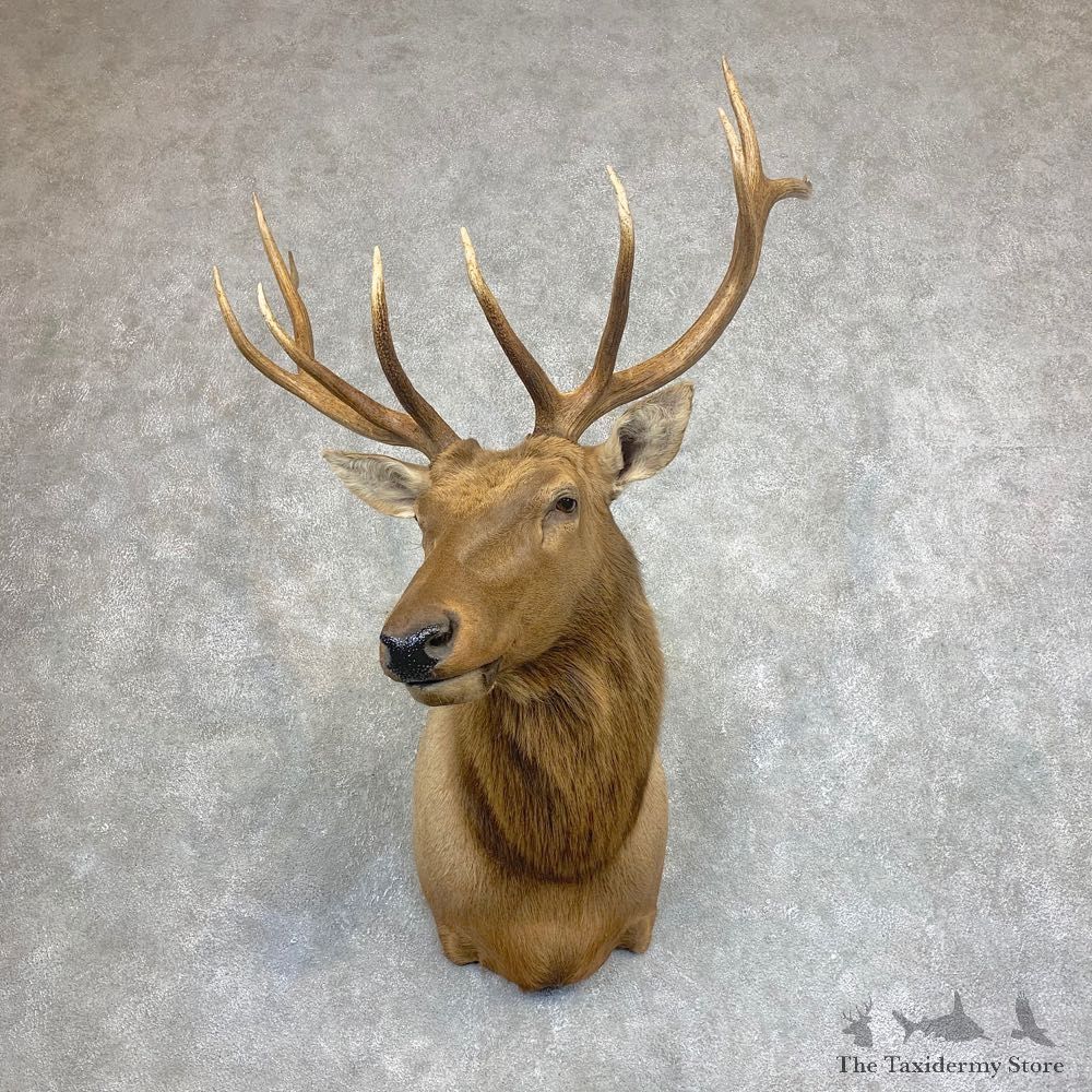 Rocky Mountain Elk Shoulder Mount For Sale #21929 @ The Taxidermy Store