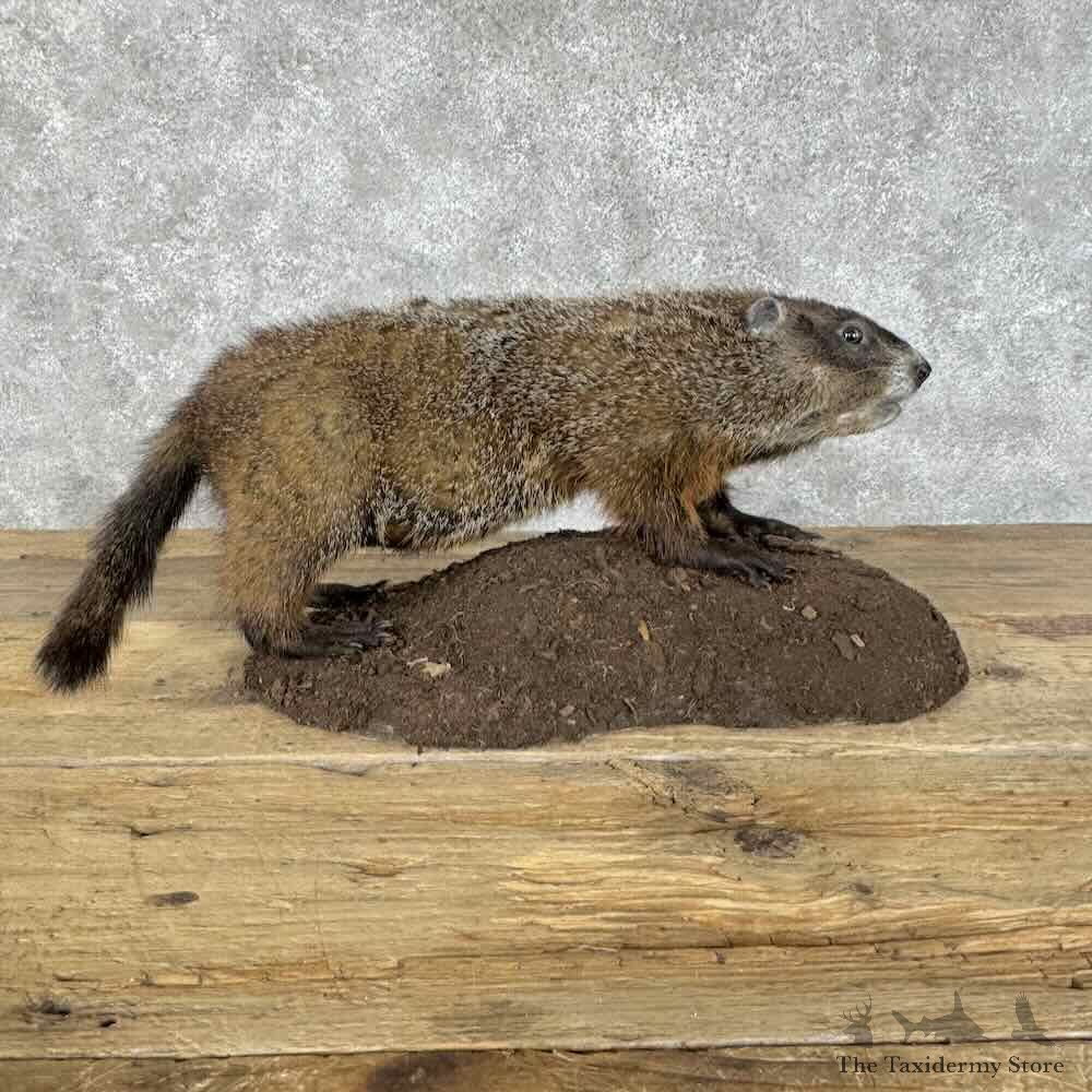Woodchuck Life-Size Mount For Sale #31399 @ The Taxidermy Store