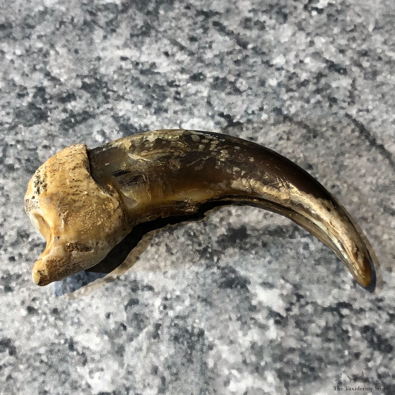Grizzly Bear Claw For Sale #19615 @ The Taxidermy Store