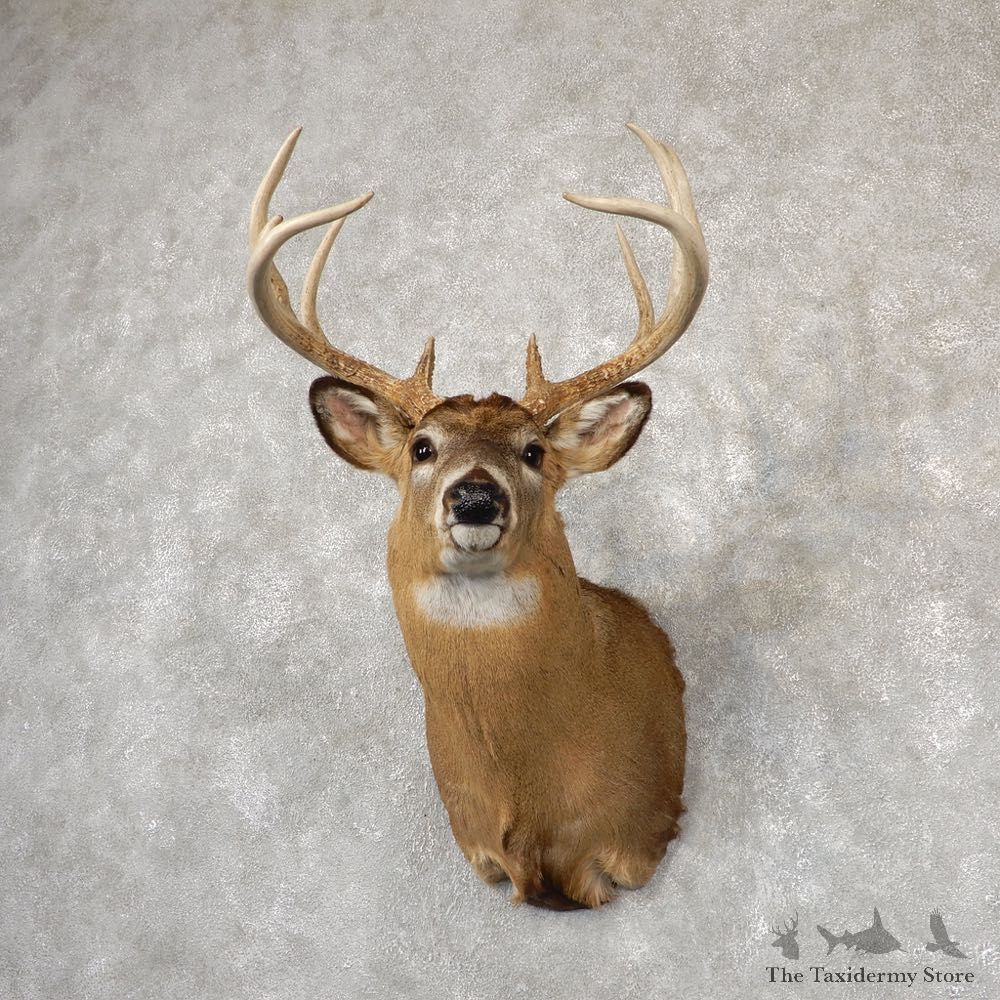 Whitetail Deer Shoulder Mount #18831 For Sale - The Taxidermy Store