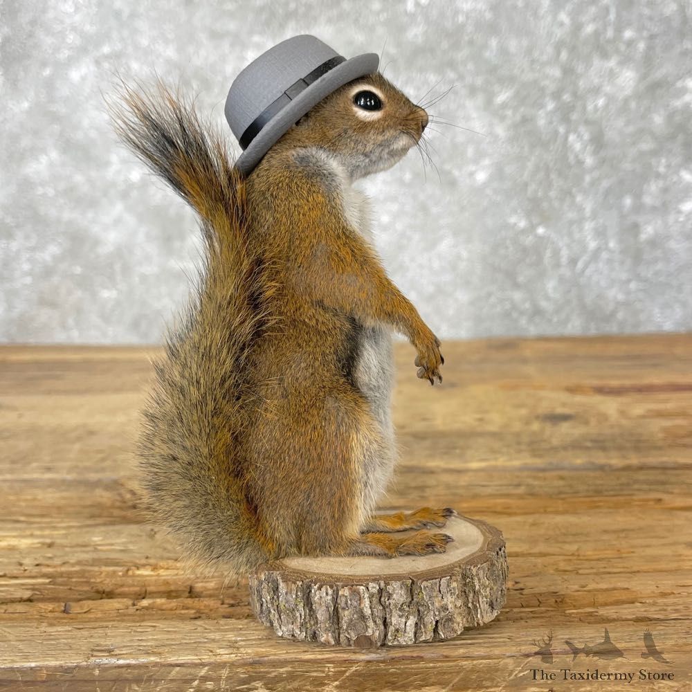 Hipster Squirrel Novelty Mount For Sale #25046 @ The Taxidermy Store