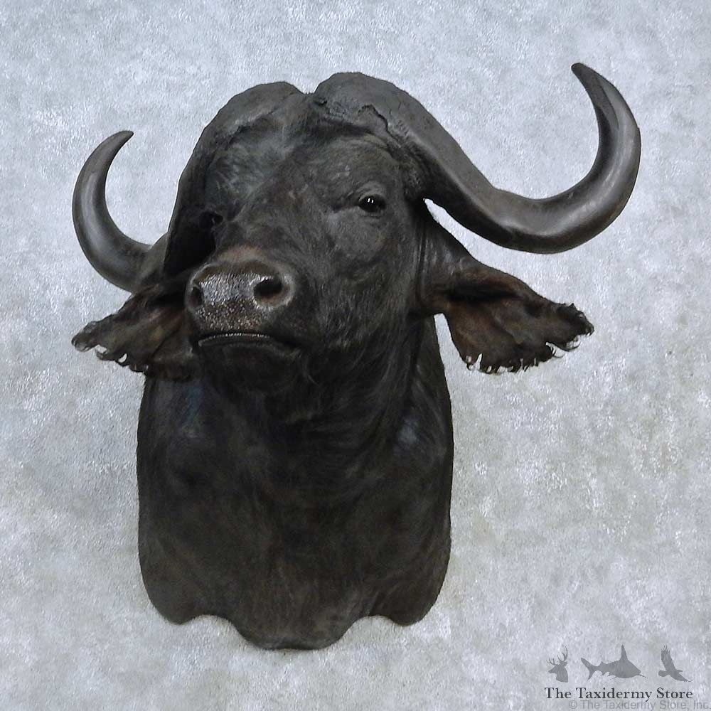 African Cape Buffalo Shoulder Mount For Sale #15137 @ The Taxidermy Store