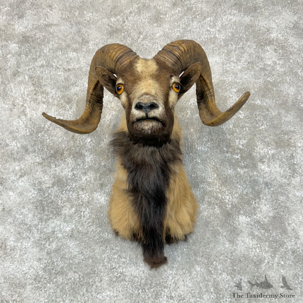 Corsican Ram Shoulder Mount For Sale #29572 @ The Taxidermy Store