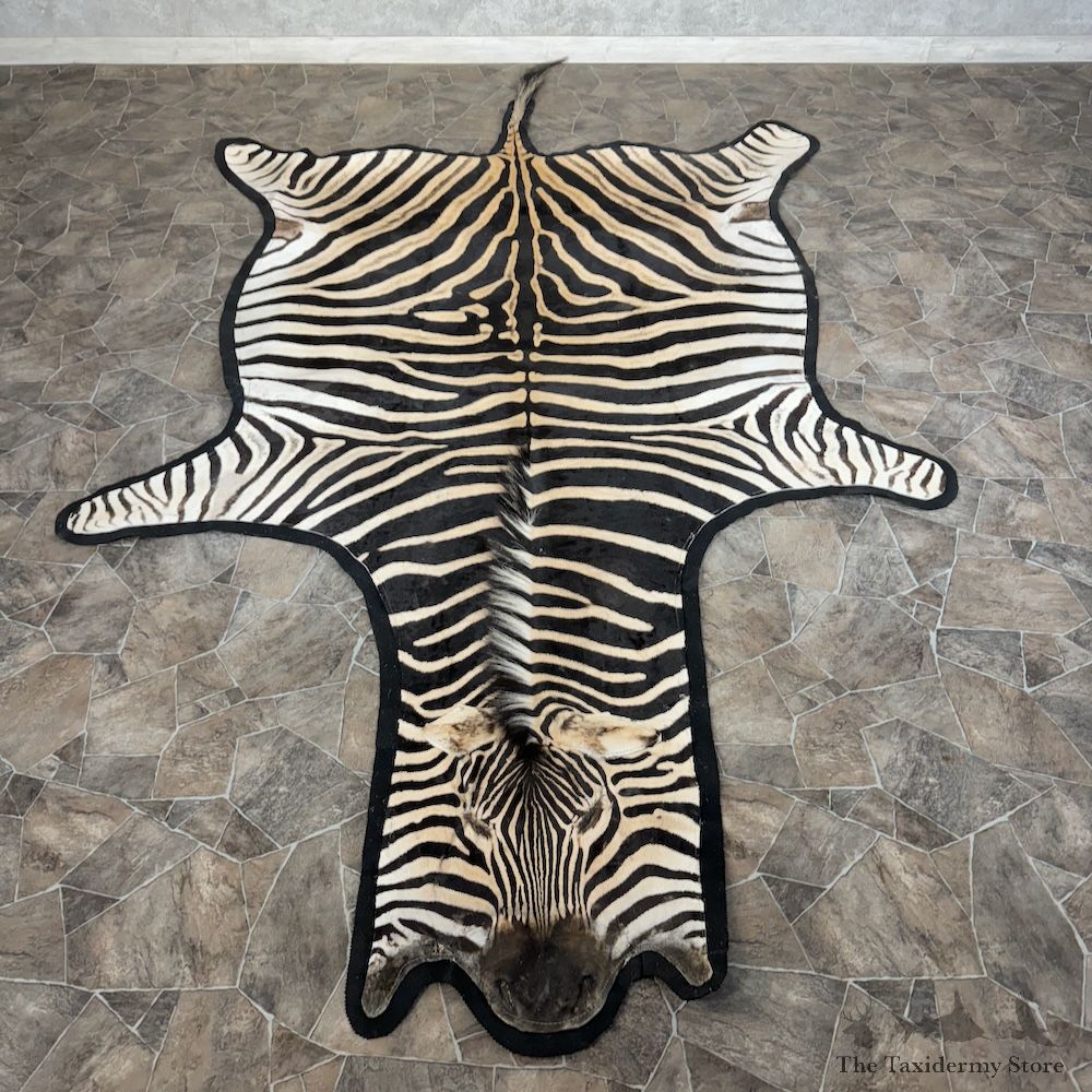 African Zebra Full-Size Rug For Sale #29767 @ The Taxidermy Store