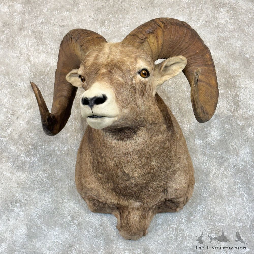Wyoming Bighorn Sheep Ram Shoulder Mount For Sale #29856 @ The Taxidermy Store