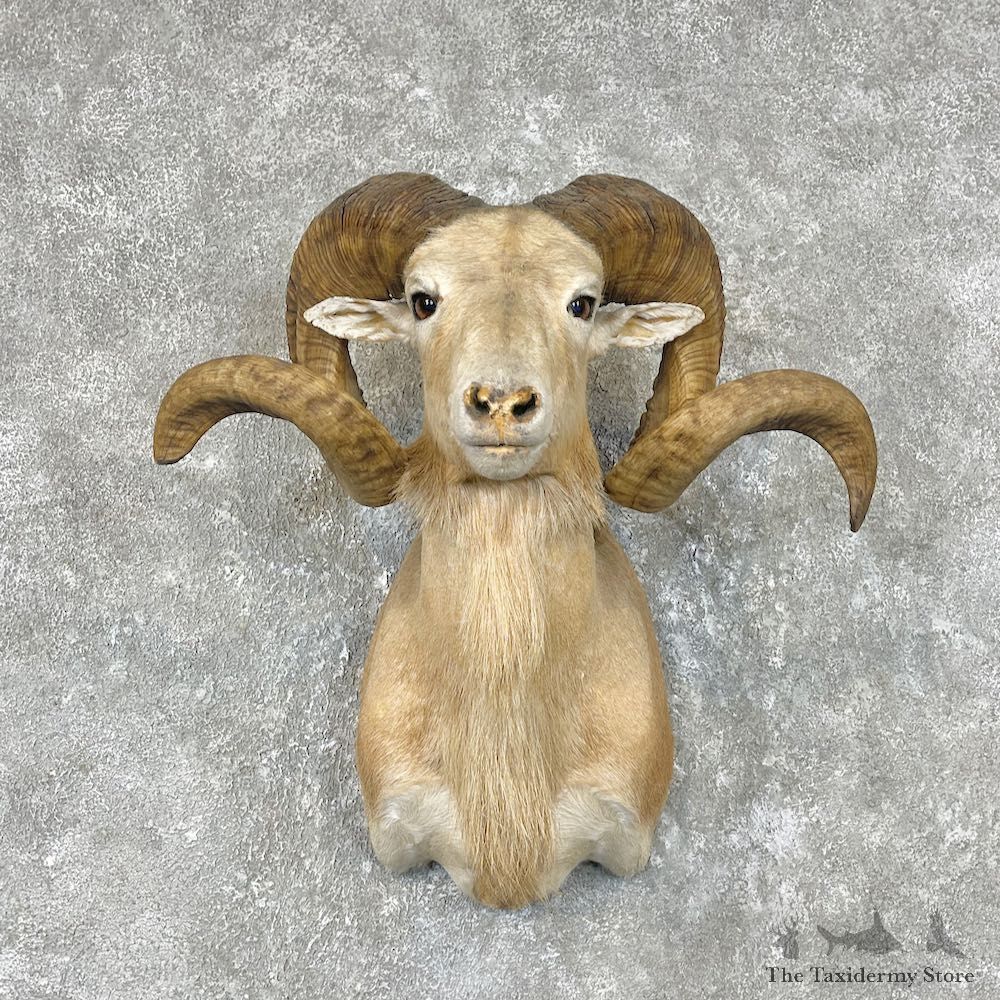 Corsican Ram Shoulder Mount For Sale #26763 - The Taxidermy Store