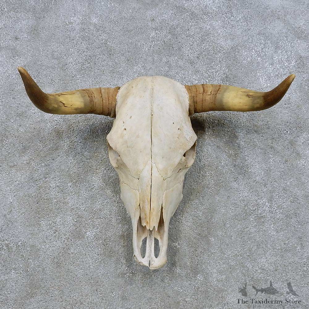 Steer Skull & Horn European Mount For Sale #14634 @ The Taxidermy Store