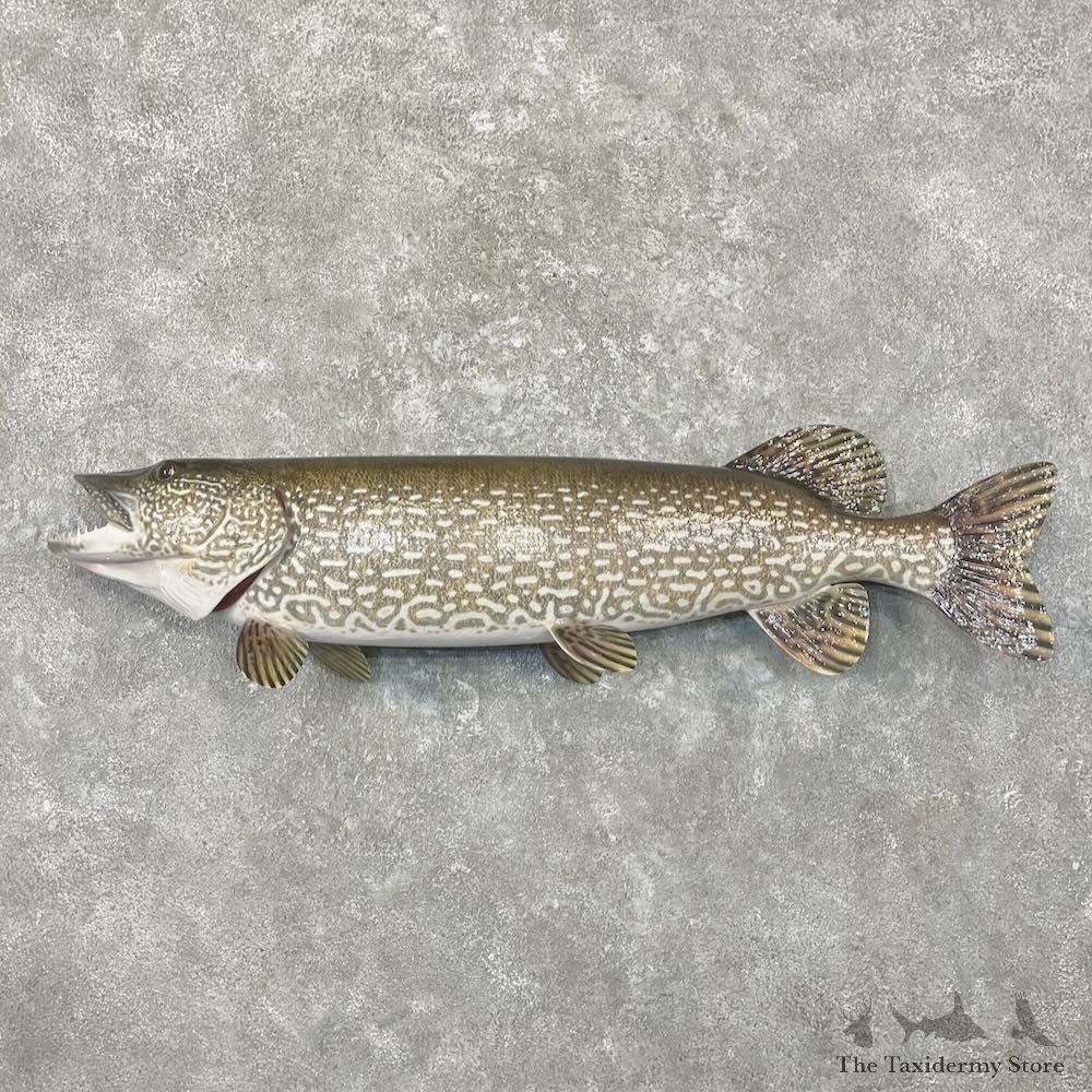 Northern Pike Fish Mount For Sale #27681 @The Taxidermy Store