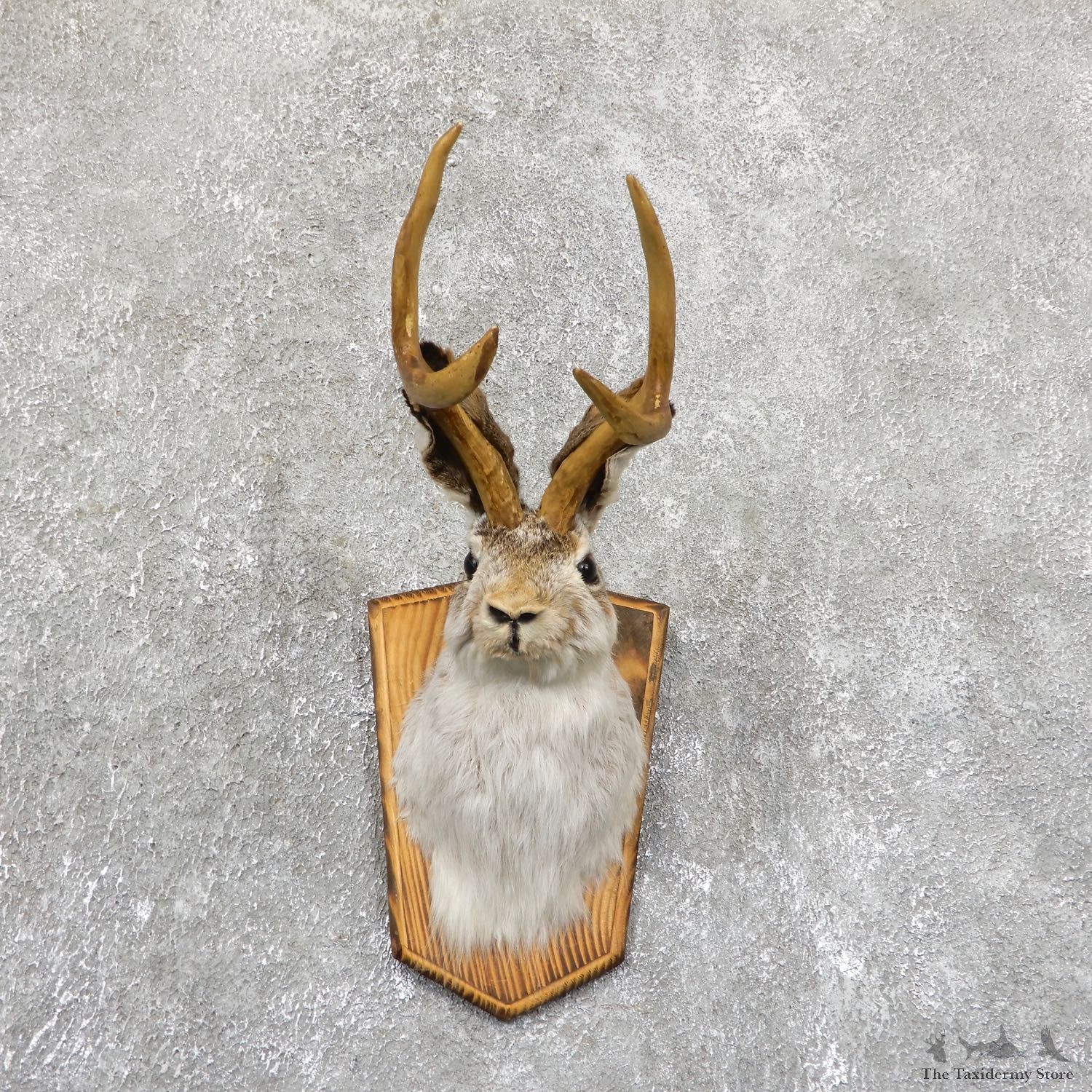 Jackalope Shoulder Mount For Sale #19525 @ The Taxidermy Store