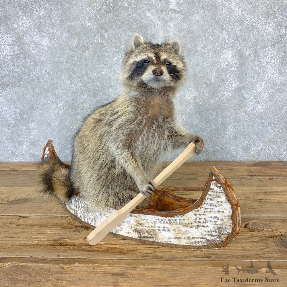Canoeing Raccoon Novelty Mount For Sale #23199 @ The Taxidermy Store