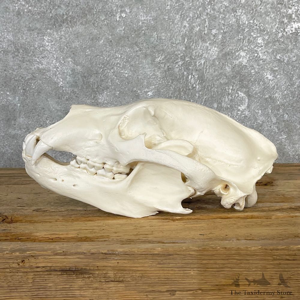 Alaskan Grizzly Bear Skull Mount For Sale #25057 @ The Taxidermy Store