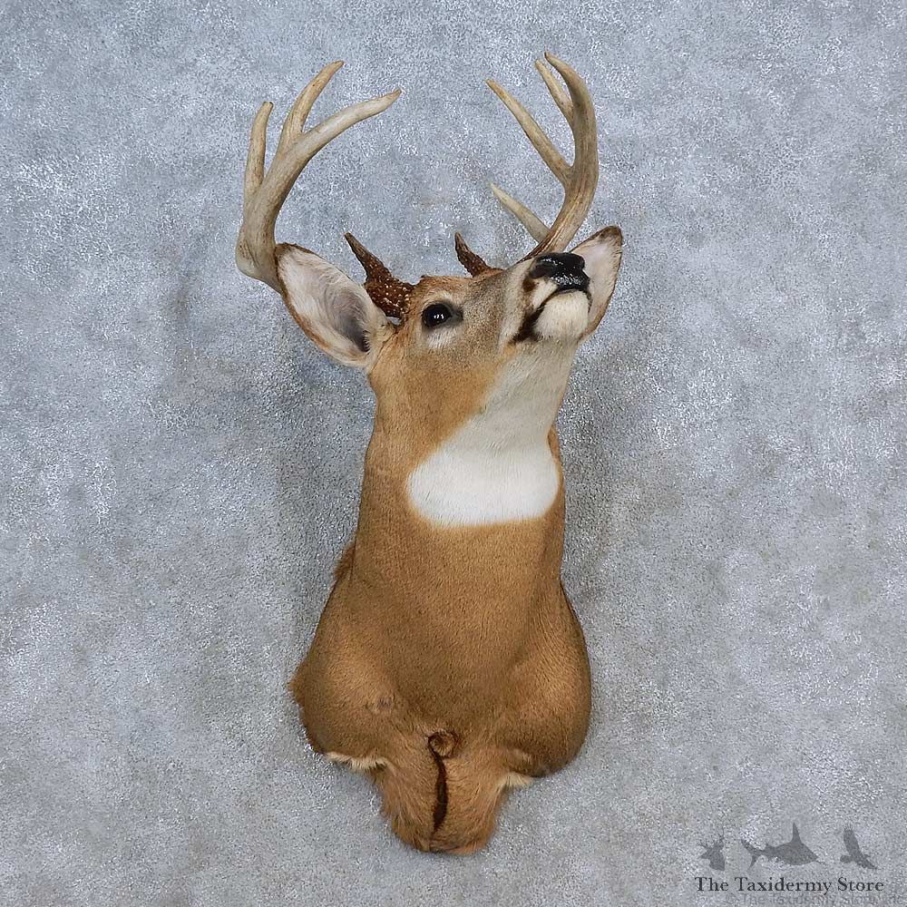 Whitetail Deer Shoulder Mount For Sale #15617 @ The Taxidermy Store