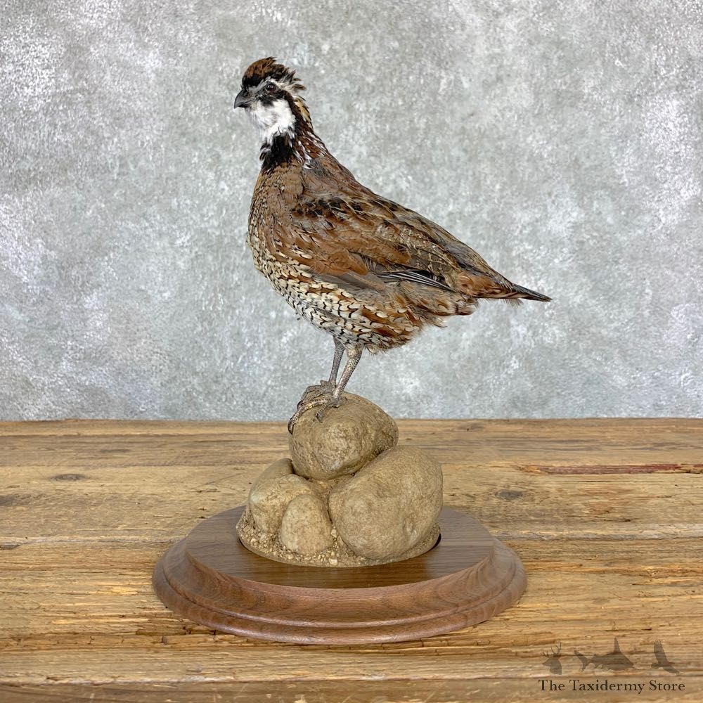 Bobwhite Quail Bird Mount For Sale #22968 @ The Taxidermy Store