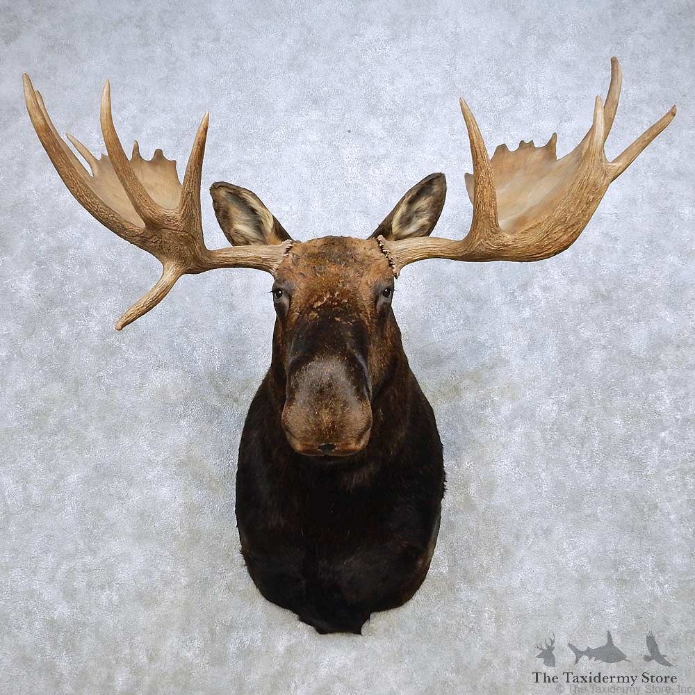Moose Shoulder Mount For Sale #14239 @ The Taxidermy Store