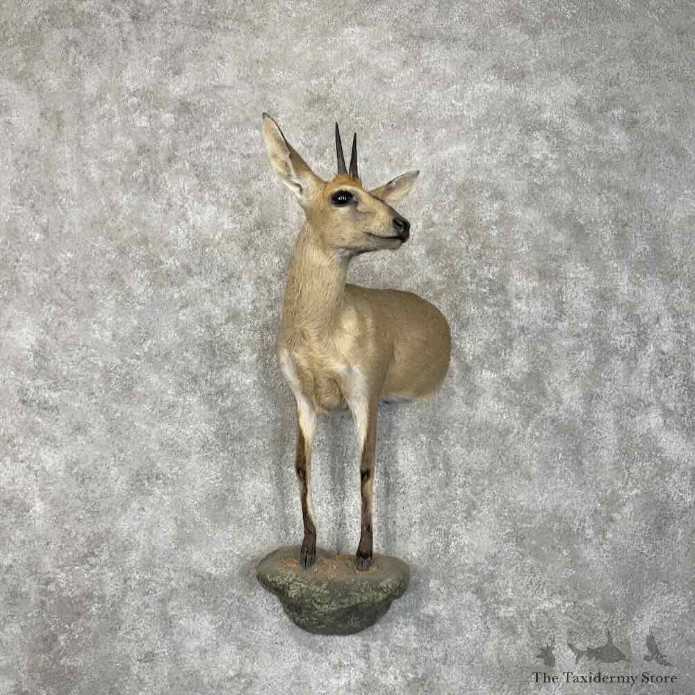 Bush Duiker Half-Life-Size Mount For Sale #30490 @ The Taxidermy Store