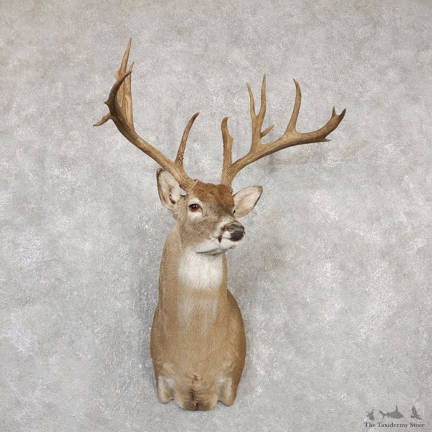 Whitetail Deer Shoulder Mount For Sale #20007 @ The Taxidermy Store