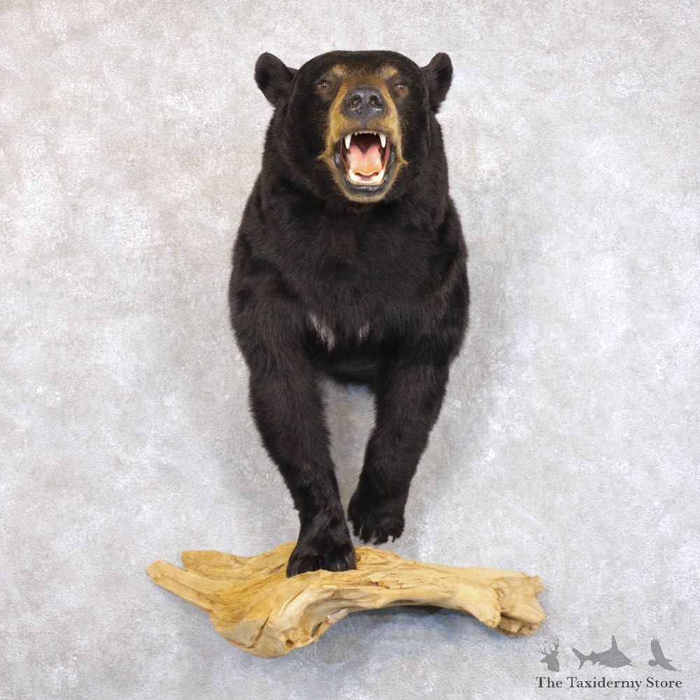 Black Bear Half-Life-Size Taxidermy Mount #22241 For Sale @ The Taxidermy Store