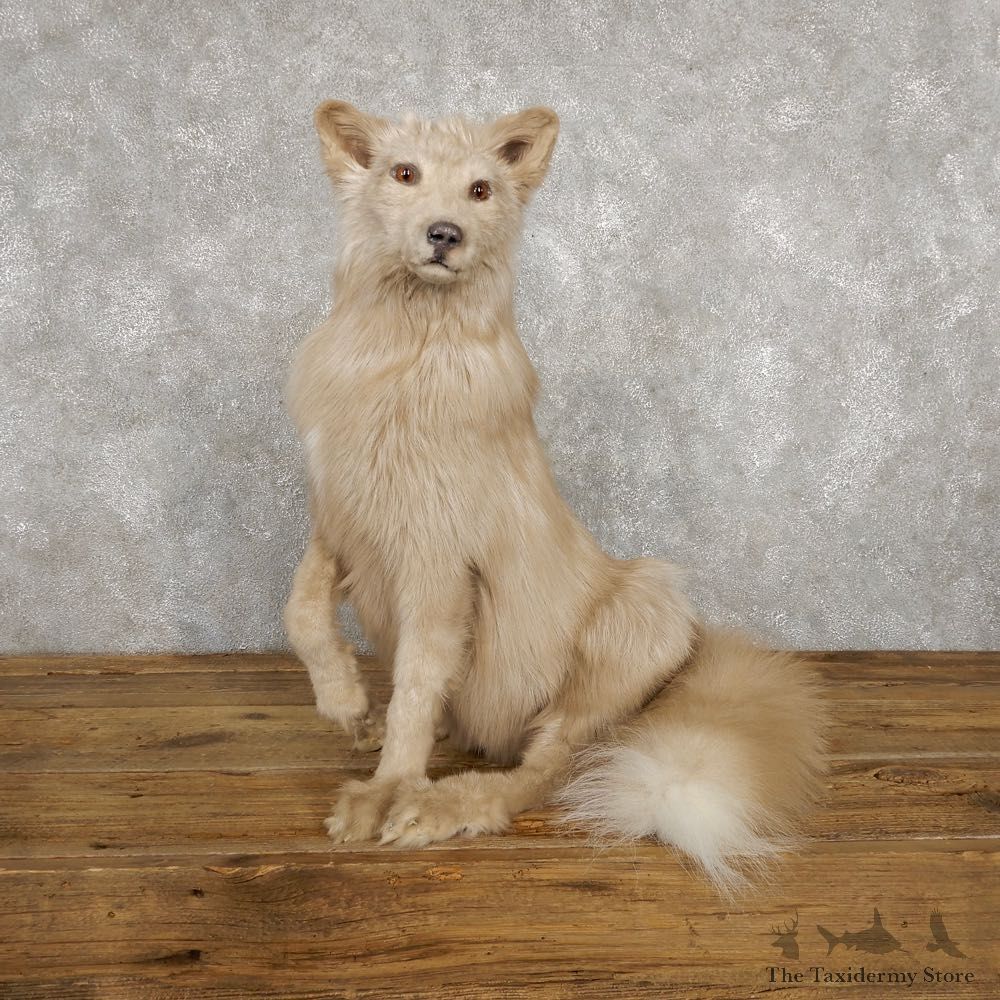 Amber Fox Life-Size Taxidermy Mount For Sale #18786 @ The Taxidermy Store