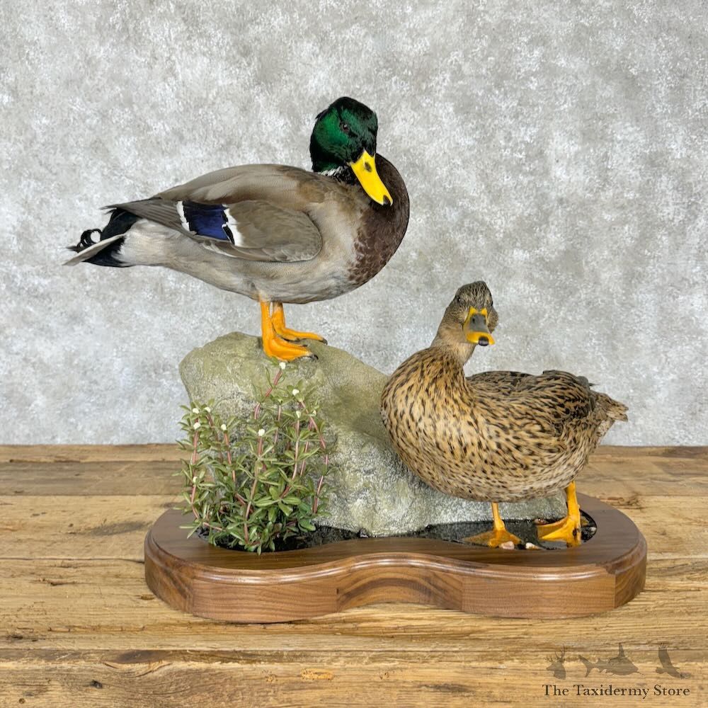 Mallard Duck Scene Mount For Sale #29006 @ The Taxidermy Store