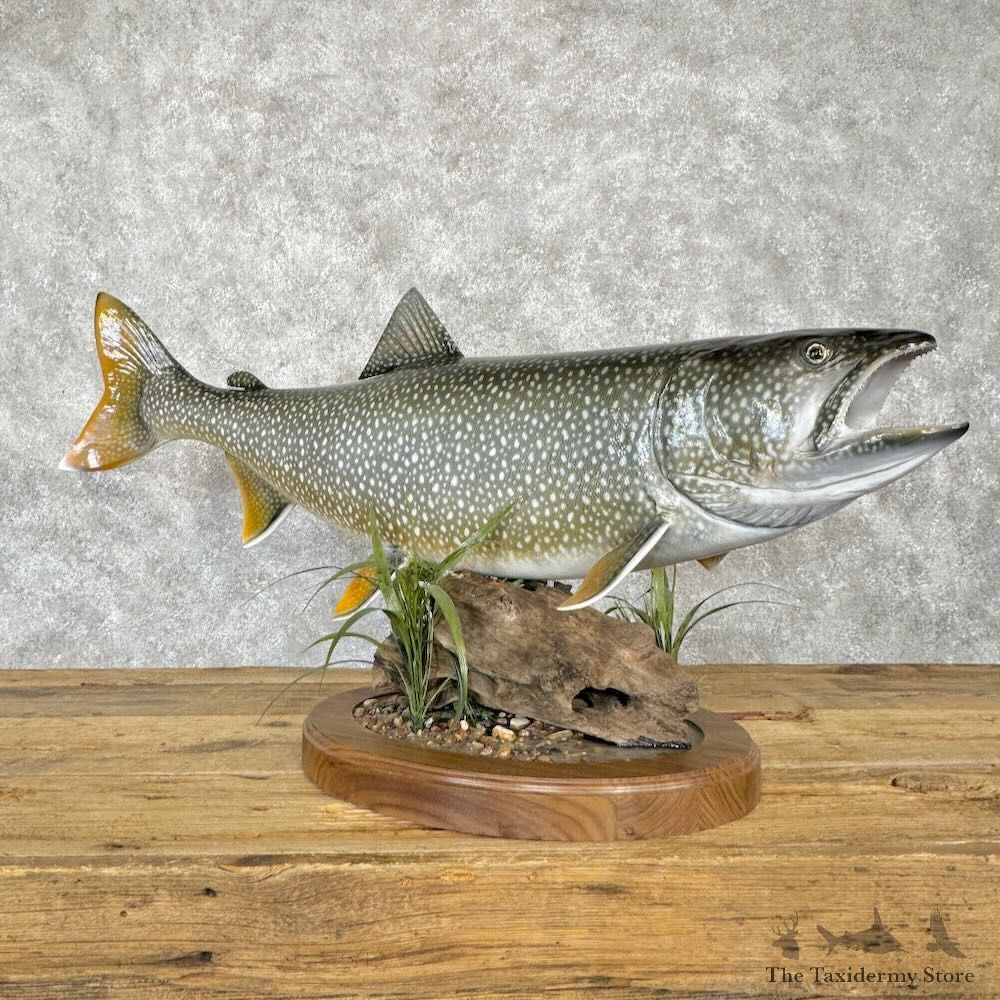 Lake Trout Fish Mount For Sale #29002 @ The Taxidermy Store