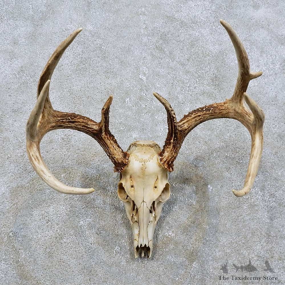 Whitetail Deer Skull European Mount For Sale #15820 @ The Taxidermy Store