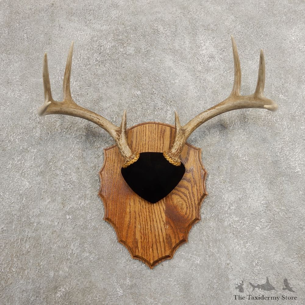 Whitetail Deer Antler Plaque Mount For Sale #20991 @ The Taxidermy Store