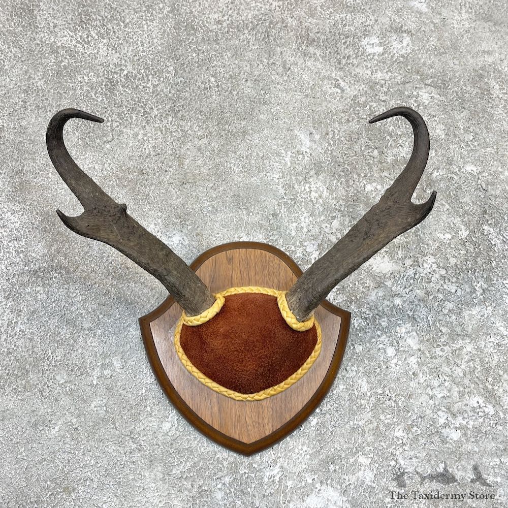 Pronghorn Plaque Taxidermy Mount For Sale #26584 @ The Taxidermy Store
