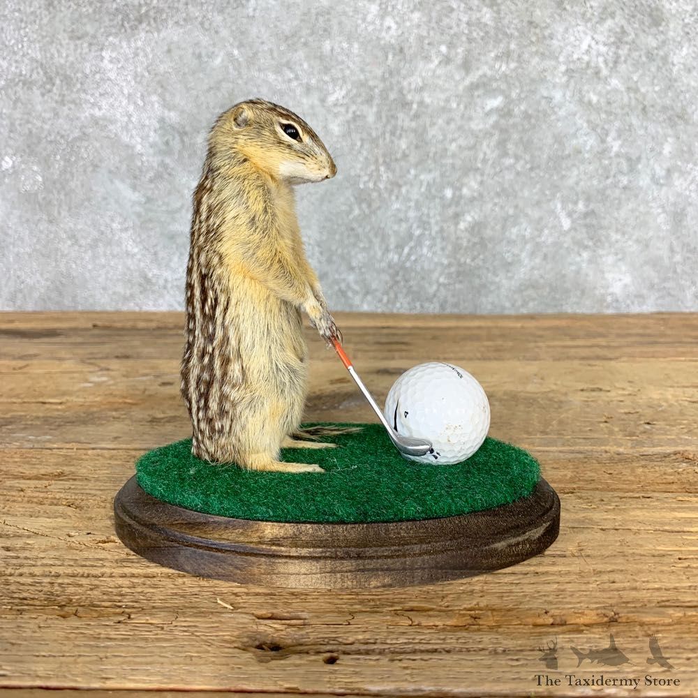Golfing 13 Lined Ground Squirrel Novelty #21710 @Taxidermy Mount For Sale