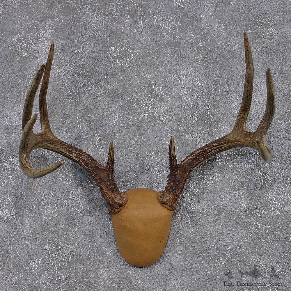 Whitetail Deer Taxidermy Leather Antler Mount #12431 For Sale @ The Taxidermy Store