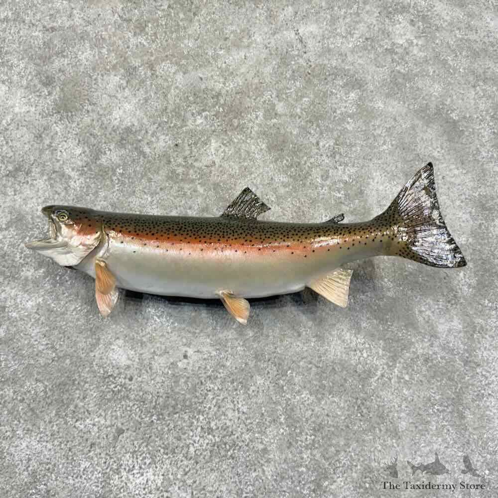 22" Rainbow Trout Taxidermy Fish Mount For Sale