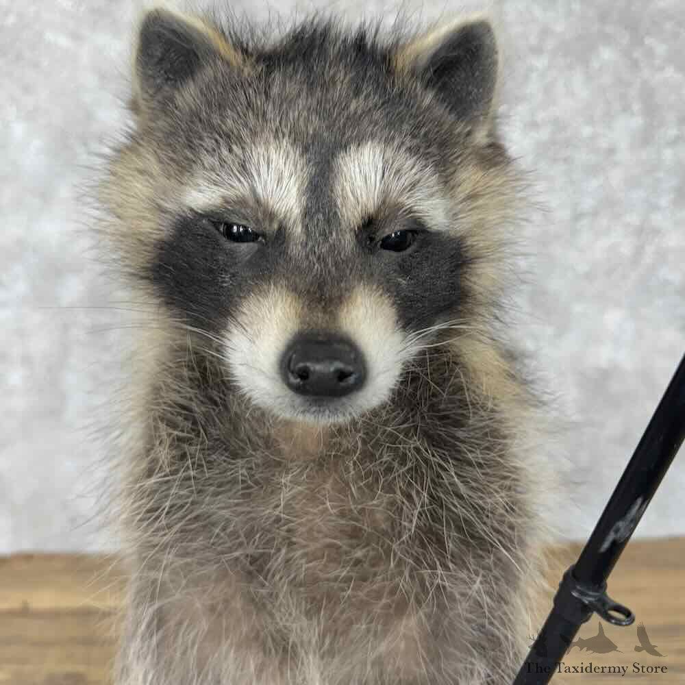 Fishing Raccoon Novelty Mount For Sale #30693 @ The Taxidermy Store