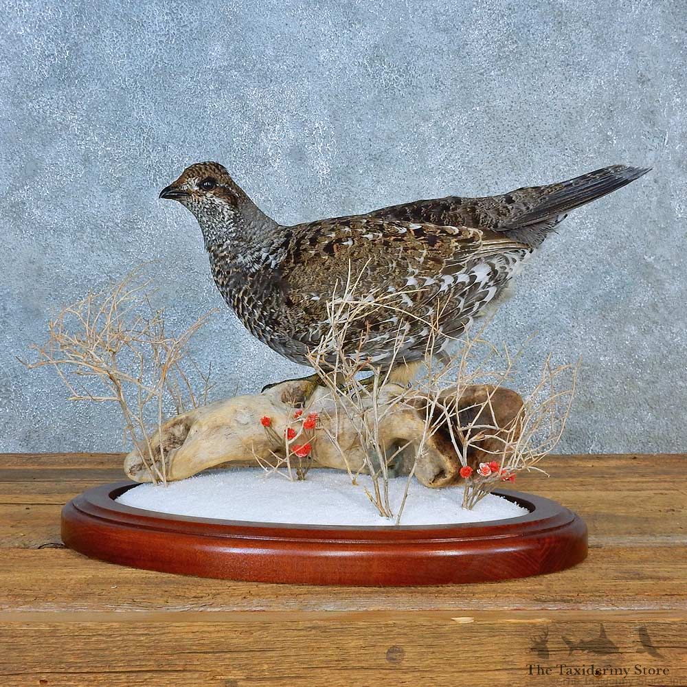 Blue Grouse Bird Mount For Sale #15565 @ The Taxidermy Store