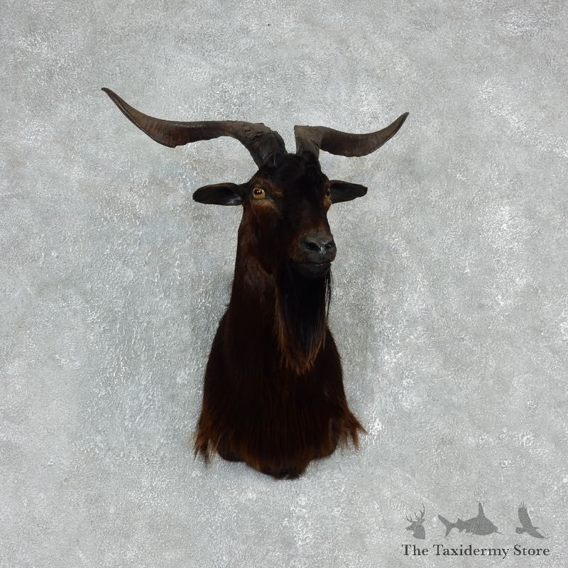 Catalina Goat Shoulder Mount For Sale #17914 @ The Taxidermy Store