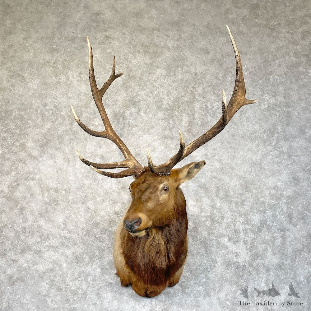 Rocky Mountain Elk Shoulder Mount For Sale #28702 @ The Taxidermy Store