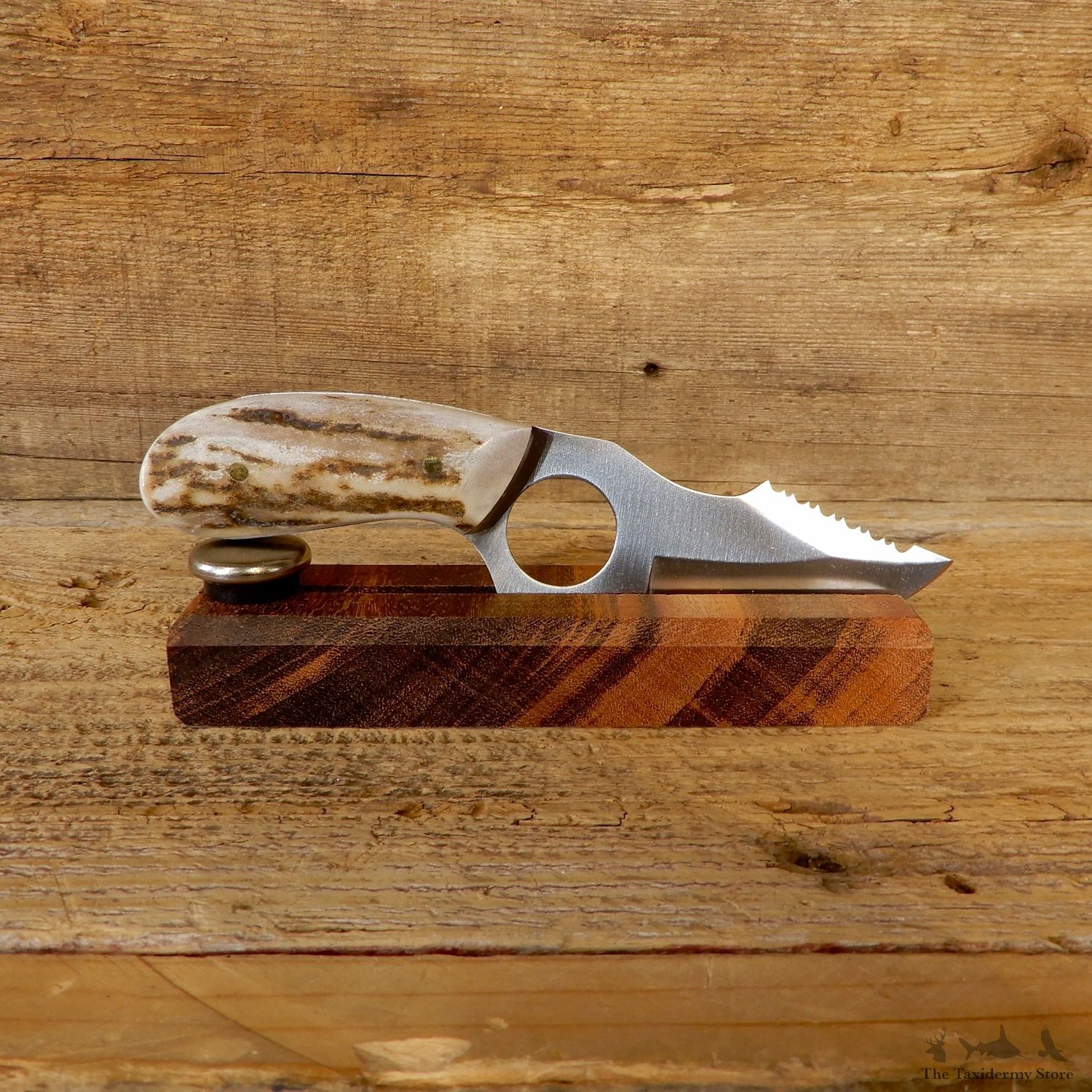 Kodiak Skinning Knife For Sale #19200 - The Taxidermy Store