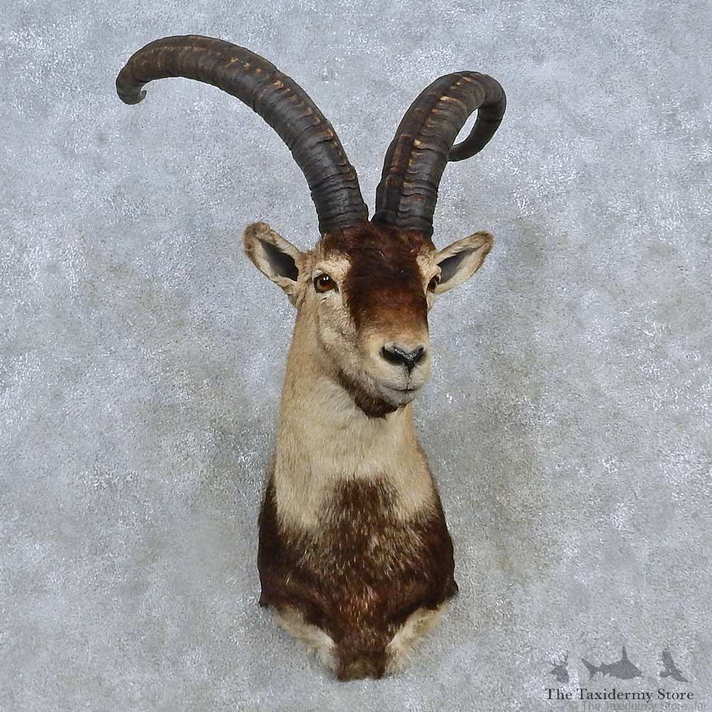 Beceite Ibex Shoulder Mount For Sale #15131 @ The Taxidermy Store