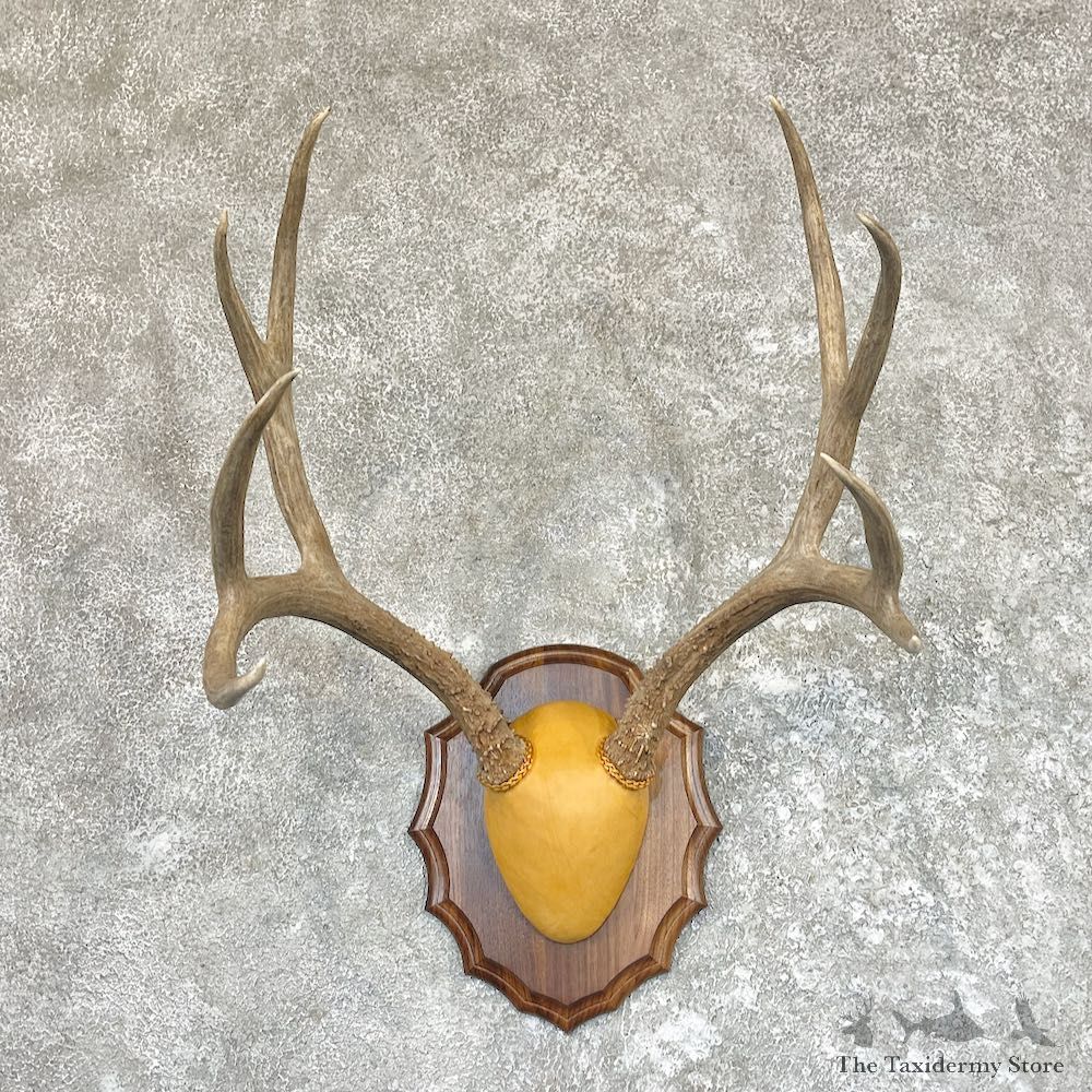 Mule Deer Antler Plaque Taxidermy Mount For Sale #26607 @ The Taxidermy Store