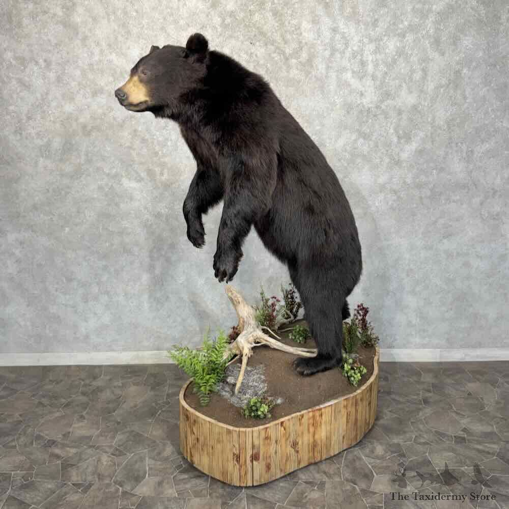 Black Bear Life Size Mount For Sale #31991 @ The Taxidermy Store