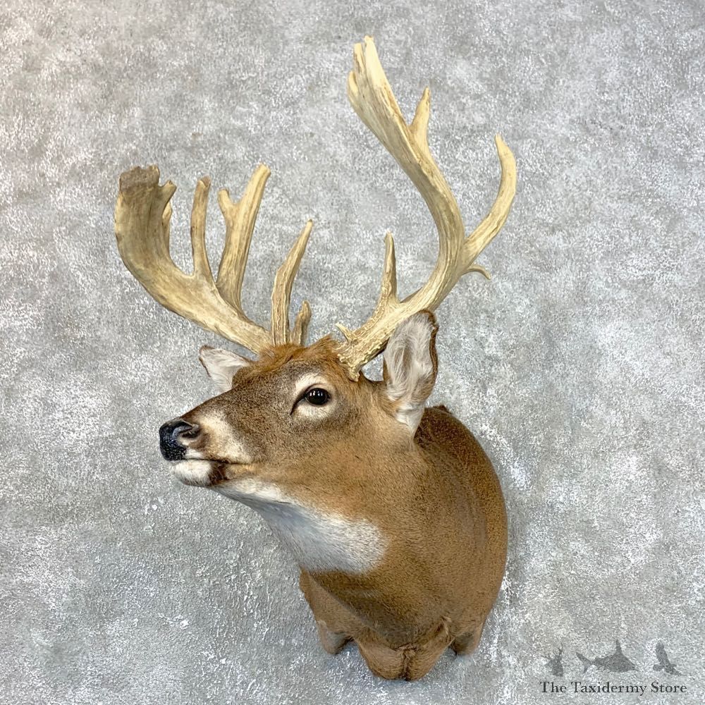 Whitetail Deer Shoulder Mount #23983 For Sale - The Taxidermy Store