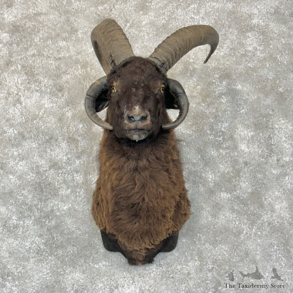Jacobs Four Horn Ram Shoulder Mount For Sale #28814 @ The Taxidermy Store