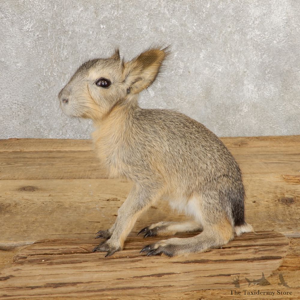 Patagonian Cavy Taxidermy Mount For Sale #21033 @ The Taxidermy Store