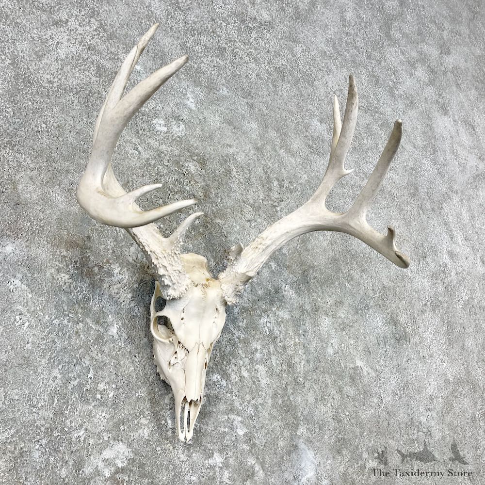 Whitetail Deer Skull European Mount For Sale #26854 @ The Taxidermy Store