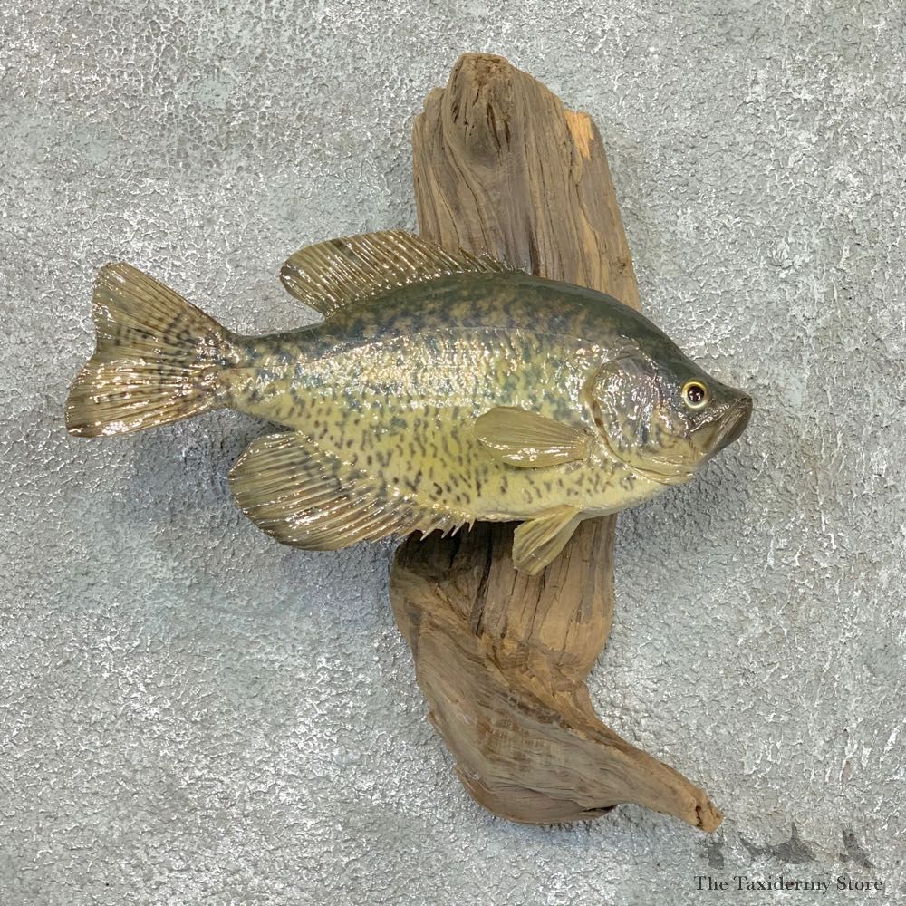 Black Crappie Taxidermy Fish Mount #22568 For Sale @ The Taxidermy Store